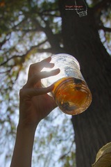 IMG_1316t