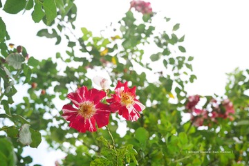 P1260808t