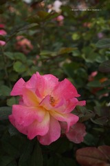 P1260813t