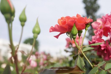 P1260816t