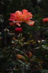 P1260817t