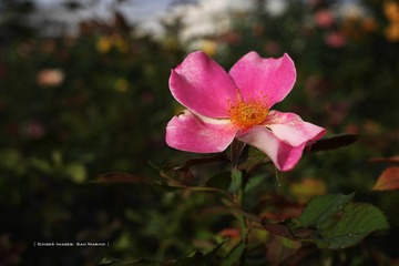 P1260818t