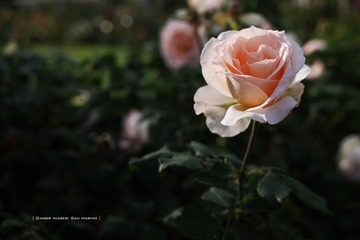 P1260819t