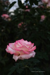 P1260824t