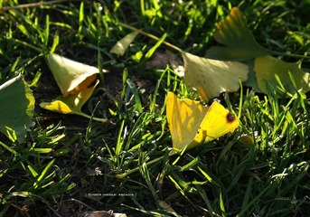 P1300441t