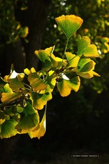 P1300453t