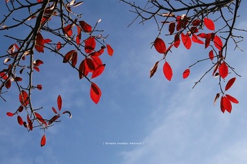 P1300533t