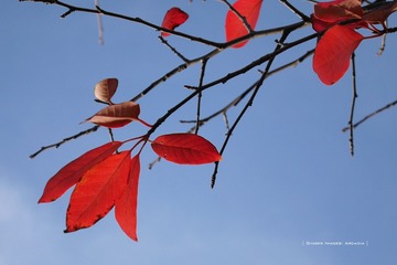 P1300556t