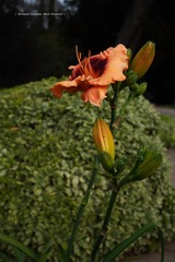 P1260690t