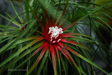 P1260701t