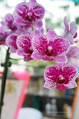 P1260702t