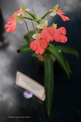P1260703t