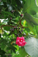P1260707t