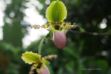 P1260709t
