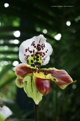 P1260714t