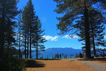 美国称这种树是redwood