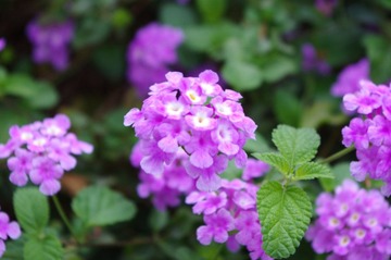 IMGP9805.JPG