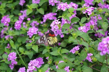 IMGP9933.JPG