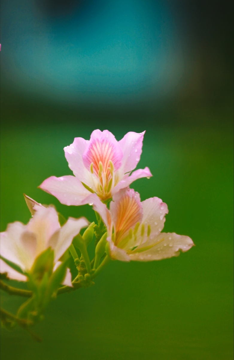 平凡之美粉马蹄甲
