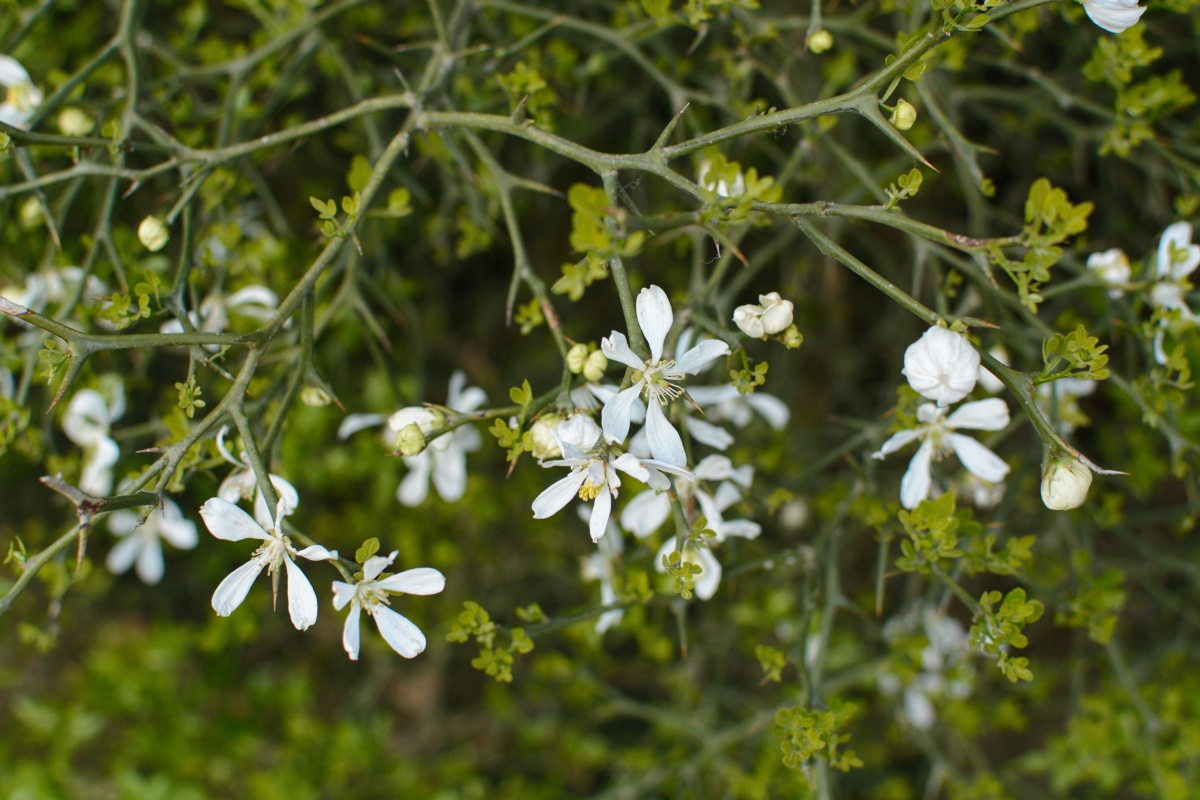 卖图晒单分享植物花绽放季节特写花园花椒树花椒花花椒春天您的打赏