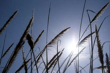 _IGP5290.jpg