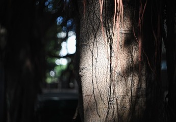 1000062667