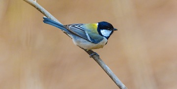1649082