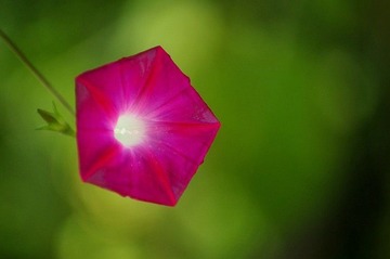 红喇叭花