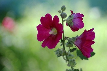 花草小品6