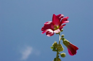 花草小品7
