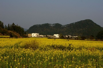 _IGP6043