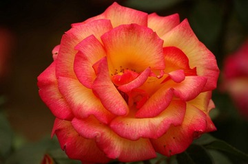月季花开