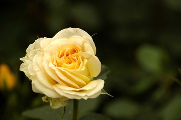 月季花开6