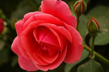 月季花开8