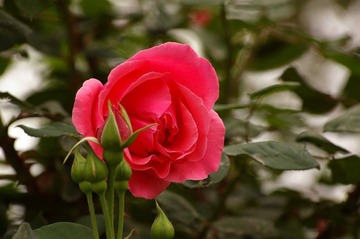 月季花开9