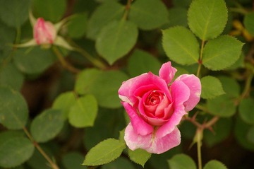 月季花开10