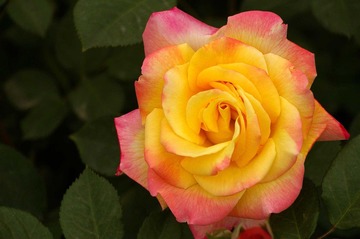 月季花开11