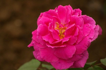 月季花开12