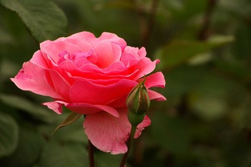 月季花开13