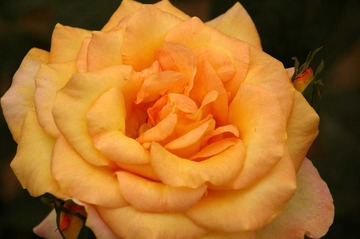 月季花开14