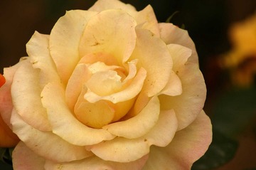 月季花开15