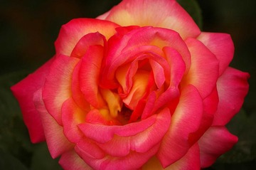 月季花开16
