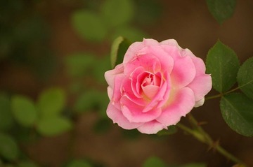月季花开17