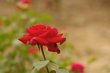 月季花开18