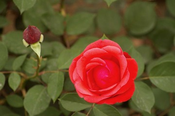 月季花开19