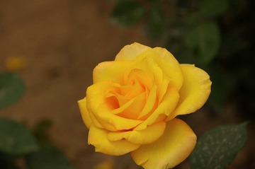 月季花开20