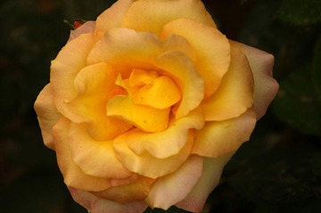 月季花开21