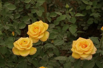 月季花开22