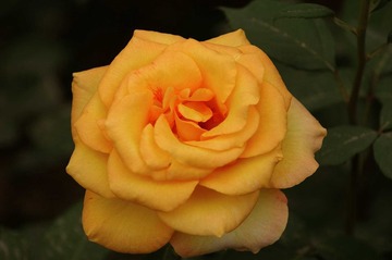 月季花开23