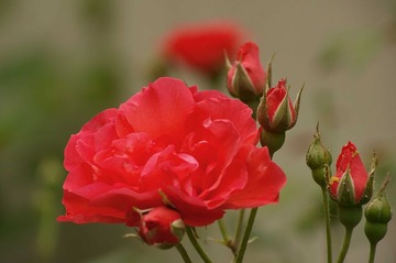月季花开24